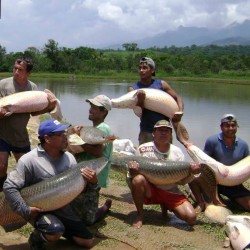 Paiche en Iquitos