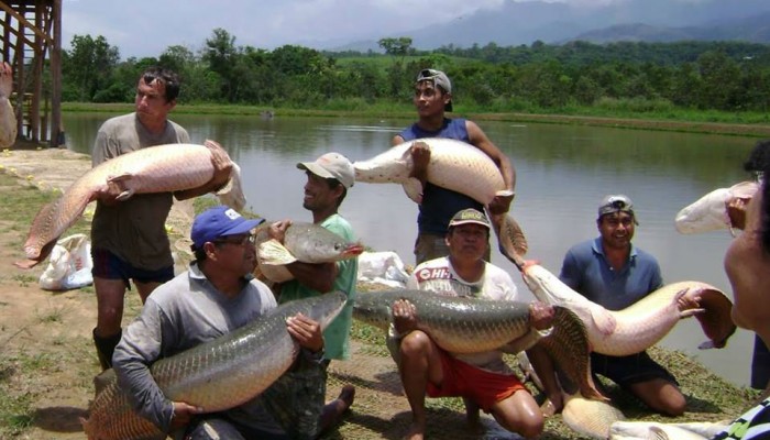 Paiche en Iquitos