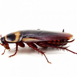 cucaracha-alesza-recortada
